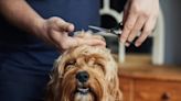 Home Dog Grooming Tips