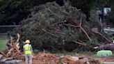 Dozens of large trees felled at Golden Park for baseball renovation. What’s next?