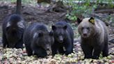 Ecologists outraged as authorities kill dozens of 'problem' bears in Slovakia