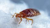 Bed Bugs Aren’t Just a Problem in Paris. Here’s Why