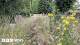 Visitors to cemeteries in Sussex are clearing overgrown areas