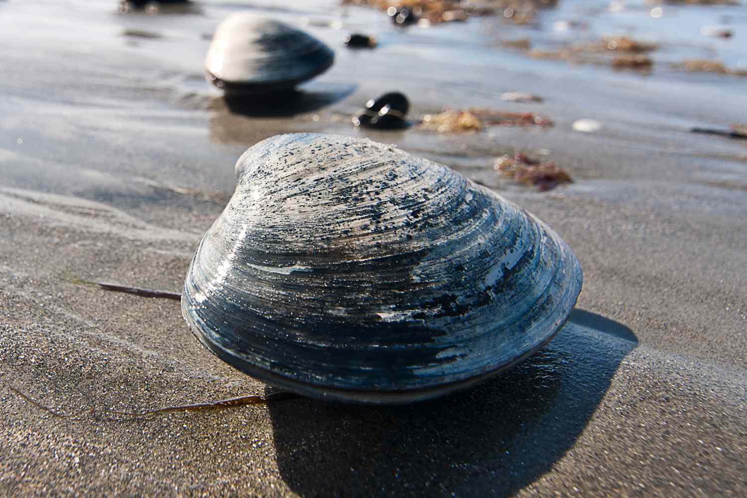 Mom Says She Was Fined $88K After Kids Accidentally Picked Up 72 Clams Instead of Seashells