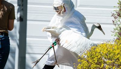 Whoops! Rare crane rescued in Wilmette, returned to Wisconsin