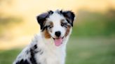 Tiny Australian Shepherd Can't Wait to Play in New Backyard After Moving From Cramped City Apartment