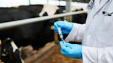 Los científicos descubrieron que el excremento de vaca podría limpiar el hidrógeno