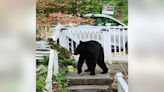 Black bear spotted in DC neighborhood – again!