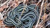 Know your WA snakes: How to avoid a venomous bite, and what to do if you don’t