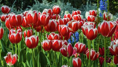 One of California's largest flower farms to conduct mass layoffs