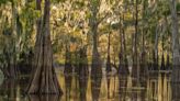 The Quiet Work Trees Do for the Planet