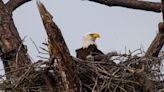 Hunt for Harriet: Search for famous Florida eagle continues, eaglets still OK