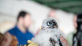 Did you know these are the fastest birds in the world? They’re right here in Mass.