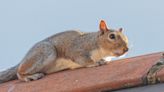 North Devon homeowners urged to squirrel-proof their homes