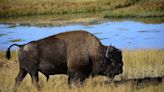 Bison ‘defending its space’ gores woman, 83, in Yellowstone, park officials say
