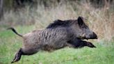 Radioactive wild pigs roam German countryside. Don’t just blame Chernobyl, study says