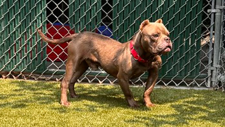 Stray dog rescued from sewer in St. Louis County