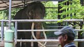 Thailand demanded a gift elephant back from Sri Lanka after the elephant ended up enslaved in a logging camp