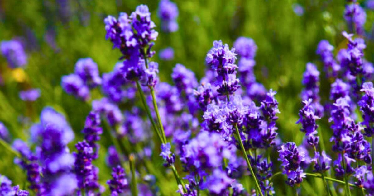 Four plants to grow with lavender for a healthier and more beautiful garden