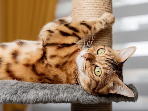 4 Things To Consider Before Adopting a Luxury Pet