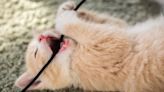 Electric Cord Bite Injury in Cats: Symptoms, Causes, & Treatments