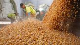 La Nación / Fiscal imputa a directivos de un silo por “desaparición” de 123 carretas de maíz