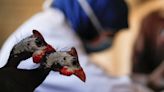 Gripe aviar: cuál es el riesgo de infección para los seres humanos, según los expertos
