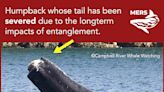 B.C. humpback with missing tail could illustrate tragic impact of entanglement
