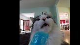 Cats Getting Brain Freeze