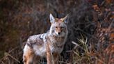 Coyotes get extra focus after recent sightings in local city