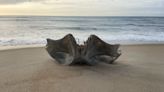 Whale skull washes up on Outer Banks’ Hatteras Island