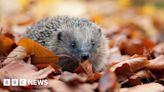 Call to help Lancashire hedgehogs after population plummets
