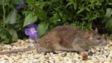Rats will avoid your garden and stay away if you grow four plants they dislike