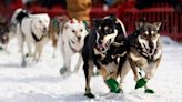 Longest sled dog race in eastern US is canceled because there’s not enough snow