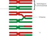 Chiasma (genetics)