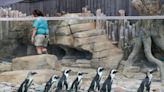 Get a peek at what the Columbian Park Zoo penguins are doing with a new live camera