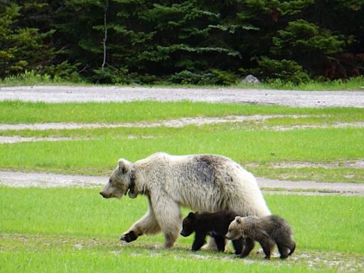 After highway death of a beloved bear in B.C., experts look for lessons