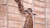 Houston Zoo welcomes new baby giraffe, Kamili