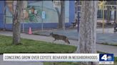 Are there more coyotes in Los Angeles? This is what experts say