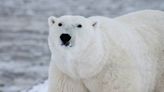 Video of Resilient 3-Footed Polar Bear Has People Inspired