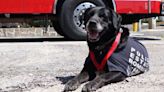 Despiden con honores a ‘Dana’, agente canina rescatista de bomberos en Puebla
