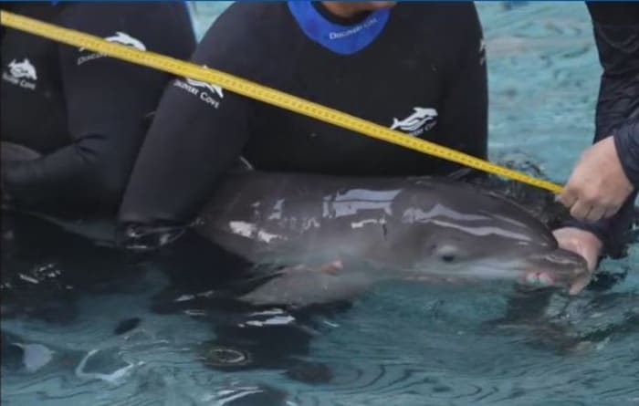 Discovery Cove’s newest dolphin needs a name. Here’s how you can help choose