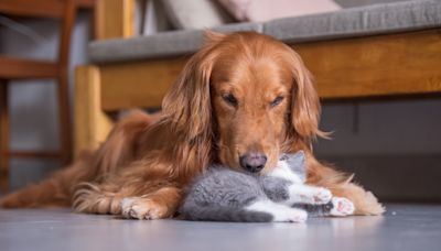 Golden Retriever's Anxiety Over Meeting New Baby Kitten Brother Is So Relatable