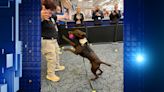 VIDEO: Retiring Milwaukee airport bomb-sniffing dog showered with toys