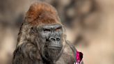 Winston, Celebrity Gorilla at the San Diego Zoo Safari Park, Dies at 52