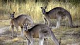 Bill banning sale of kangaroo parts introduced in Oregon