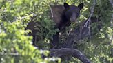 Bear caught hiding up tree in Salt Lake City, US