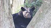 Los osos negros en Florida son más activos a medida que se acerca el otoño. ¿Por qué?