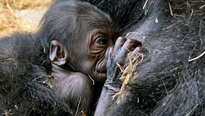 Baby gorilla is born at Detroit Zoo, the first in its 96-year history