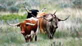 Agriculture officials confirm 25th case of cattle anthrax in North Dakota this year