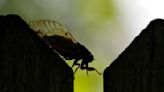 Think cicadas are weird? Check out superfans, who eat the bugs, use them in art and even striptease