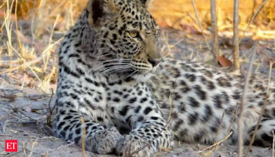 India's largest leopard safari opens near Bengaluru. Check Bannerghatta Biological Park timings, ticket prices and how to book online